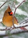 pic for Winter Bird